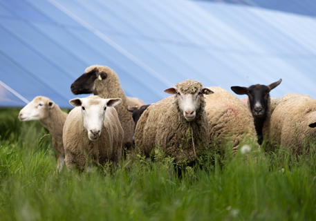 HLS Sheep 2